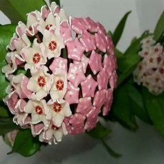 Mum Çiçeği hoya carnosa 25 cm