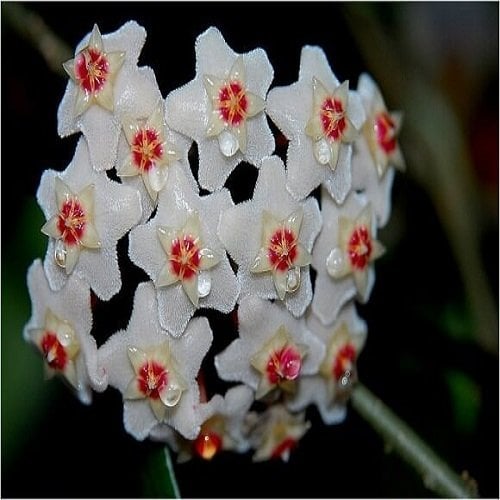 Mum Çiçeği hoya carnosa 25 cm