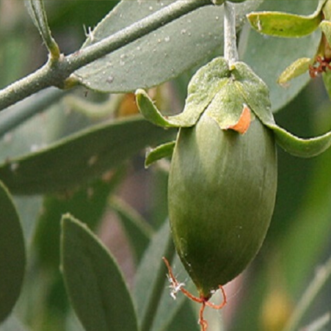 Jojoba Fidanı Simmondsia Chinensis