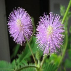 Küstüm Çiçeği Mimosa Pudica 40 cm