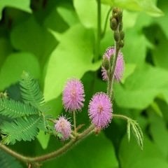 Küstüm Çiçeği Mimosa Pudica 40 cm