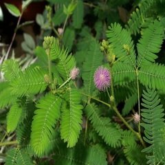 Küstüm Çiçeği Mimosa Pudica 40 cm