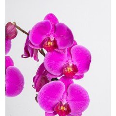 Orkide Çiçeği Phalaenopsis sp.