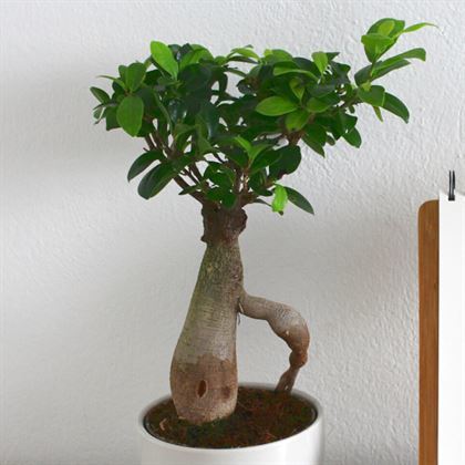 Bonsai Ficus Ginseng 1500 Gr