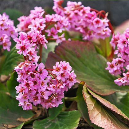 Kış Ortancası Çiçeği Bergenia