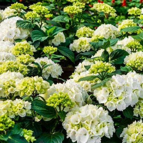 Beyaz Ortanca Çiçeği Hydrangea Macrophylla