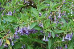Mavi Melek Borazanı Çiçeği brugmansia-sp