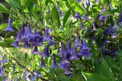 Mavi Melek Borazanı Çiçeği brugmansia-sp