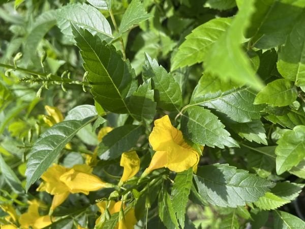 Sarı Çiçekli Acem Borusu