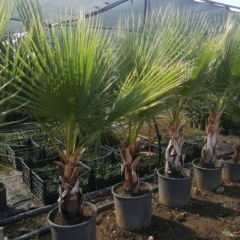 Palmiye Ağacı Washingtonia Robusta