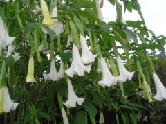 Beyaz Melek Borazanı Çiçeği Datura