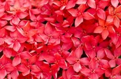 Kırmızı Yasemin Çiçeği  Jasminum officinale