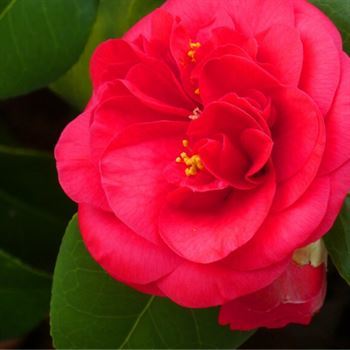 Kırmızı Çiçekli Kamelya Fidanı 40 cm