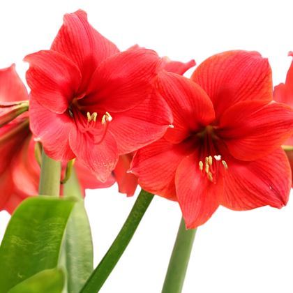 Kırmızı Zambak Çiçeği Amaryllis