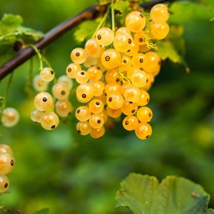 Sarı Frenk Üzümü Fidanı ribes rubrum