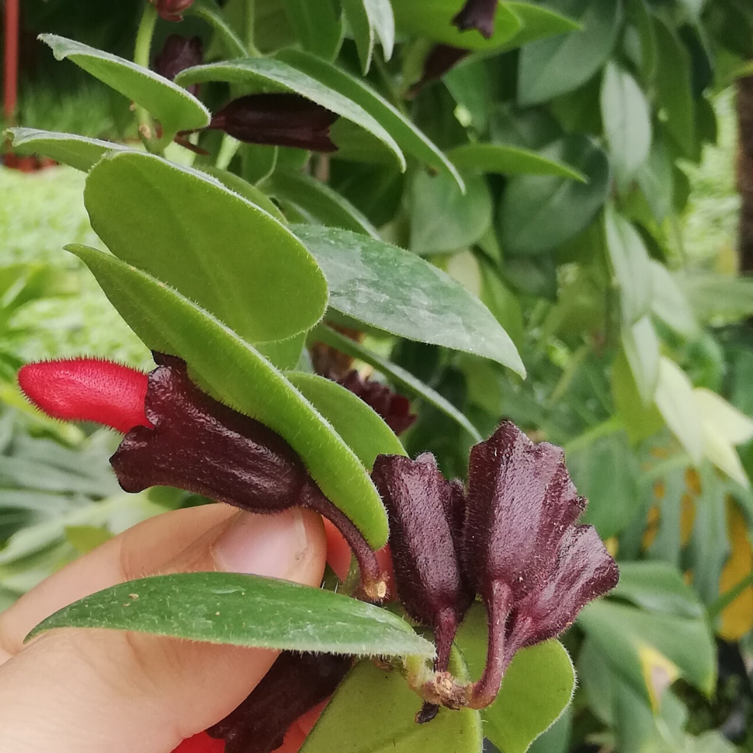 Ruj Çiçeği  aeschynanthus radicans 40 cm