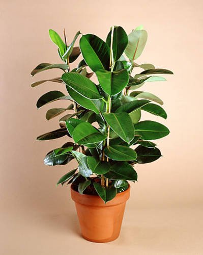 Bengal Kauçuğu ficus-benghalensis