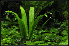 Kuş Yuvası Çiçeği asplenium-nidus