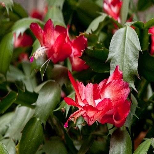 Yılbaşı Kaktüsü ( şubat çiçeği ) Schlumbergera