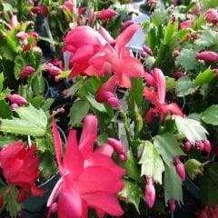 Yılbaşı Kaktüsü ( şubat çiçeği ) Schlumbergera