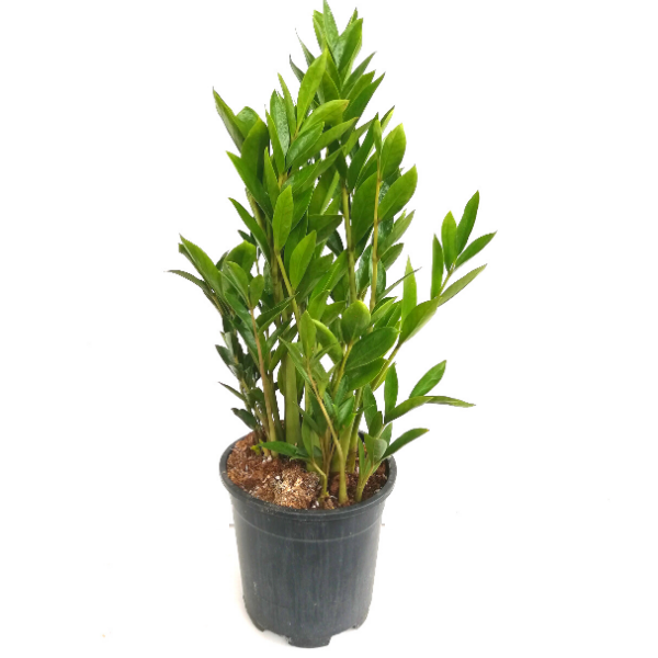 Zamia Çiçeği Zamioculcas Zamifolia Zamia Çiçeği 40 cm