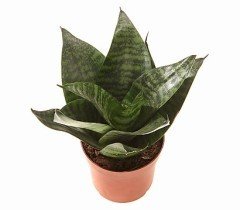 Bodur Paşa Kılıcı Sansevieria  Trifasciata