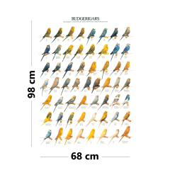 PMB Kuşe Kağıt Muhabbet Kuşu Renk Kategorileri Posteri 98x68 cm