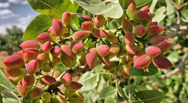 Pistachio Fertilization Recommendation