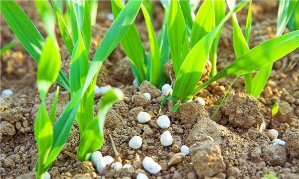 The Importance of Nitrogen in Plants