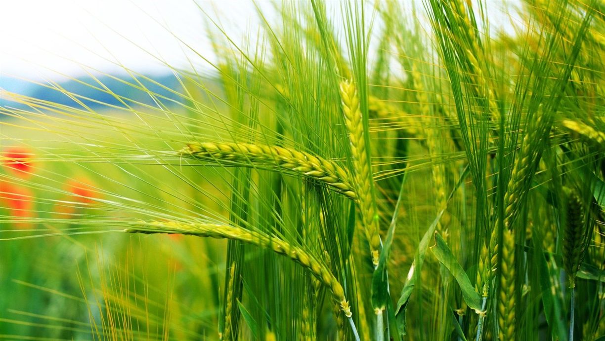 Wheat Fertilization Recommendation