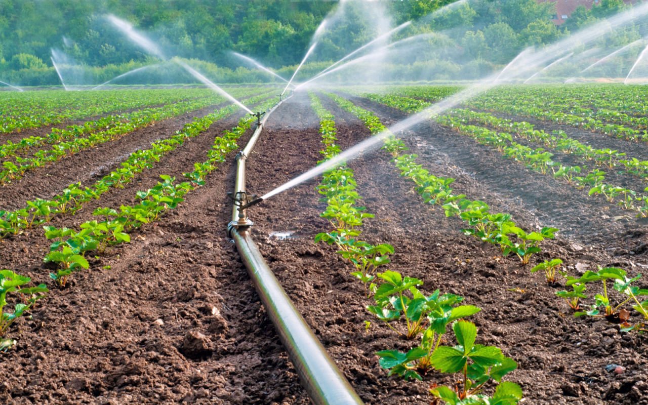 The Importance of Calcium in Plants