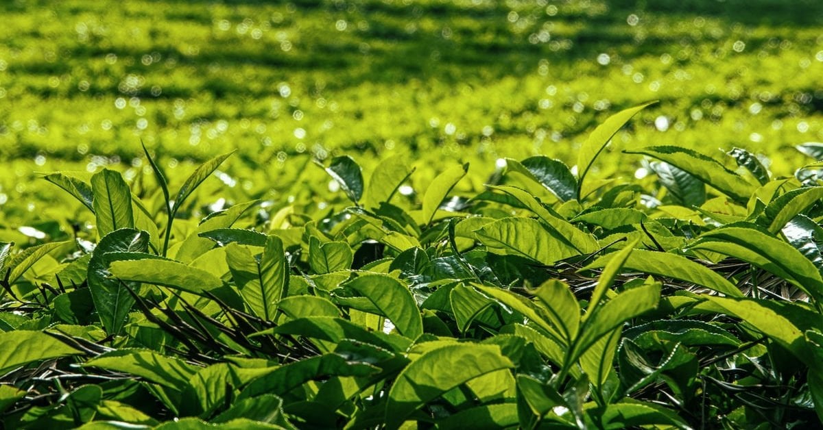 The Importance of Zinc in Plants