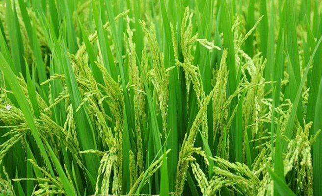 Rice Fertilization Recommendation