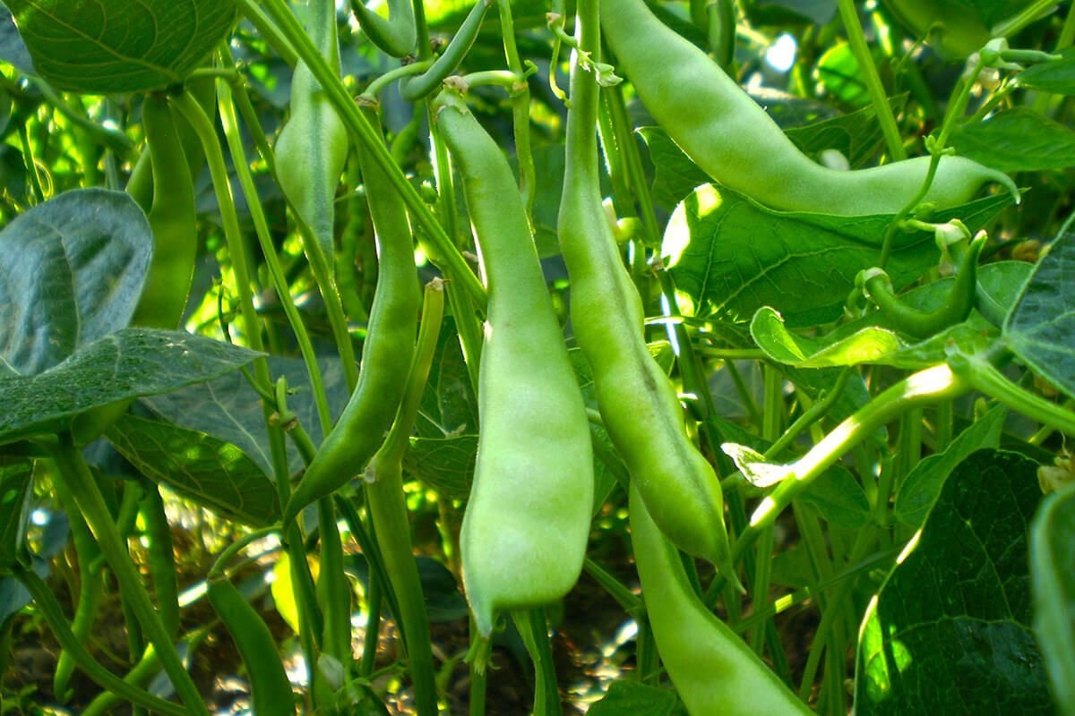 Bean Fertilization Recommendation