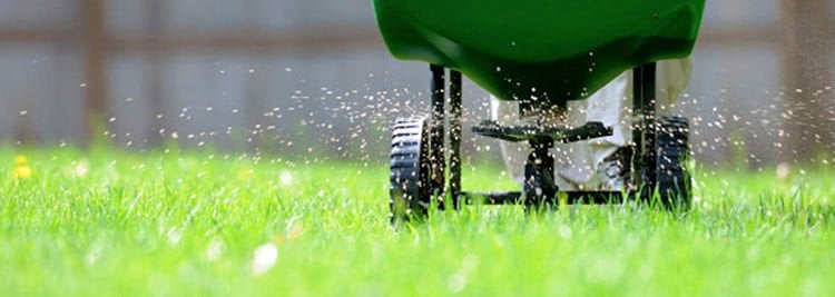 The Importance of Phosphorus in Plants