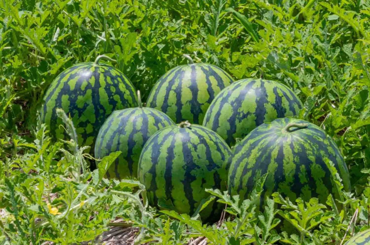 Watermelon Fertilization Suggestion