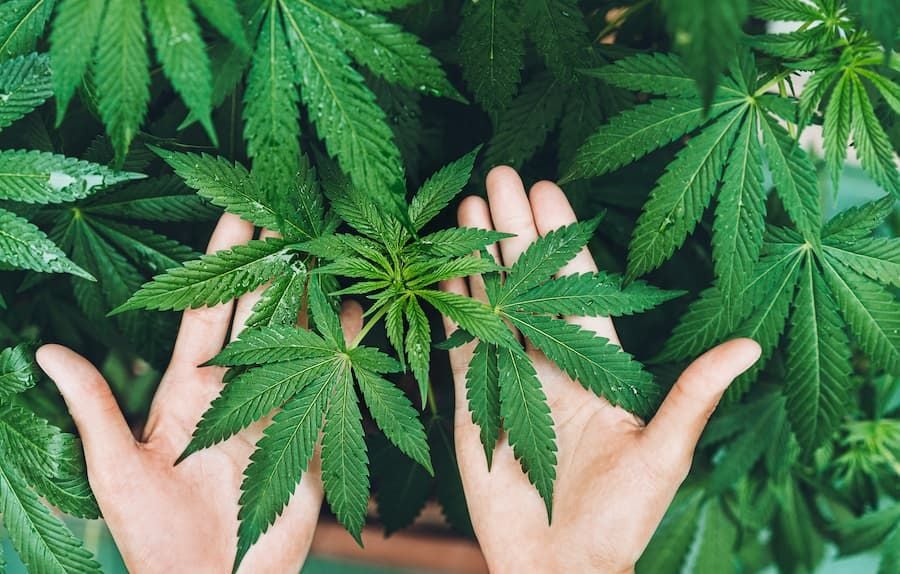 Cannabis Fertilization Recommendation