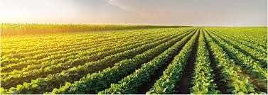 The Importance of Sulfur in Plants