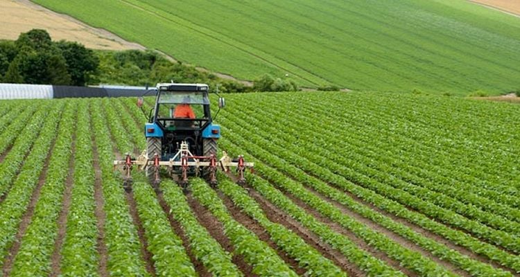 The Importance of Magnesium in Plants
