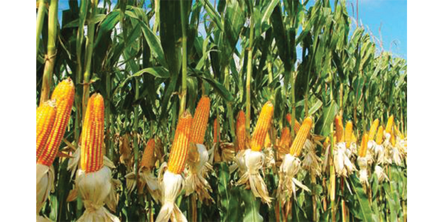 Corn Fertilization Recommendation