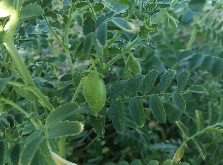 Chickpea Fertilization Recommendation