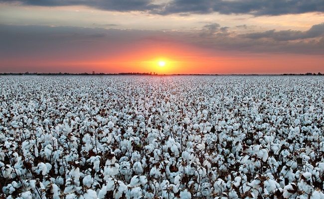 Cotton Fertilization Recommendation