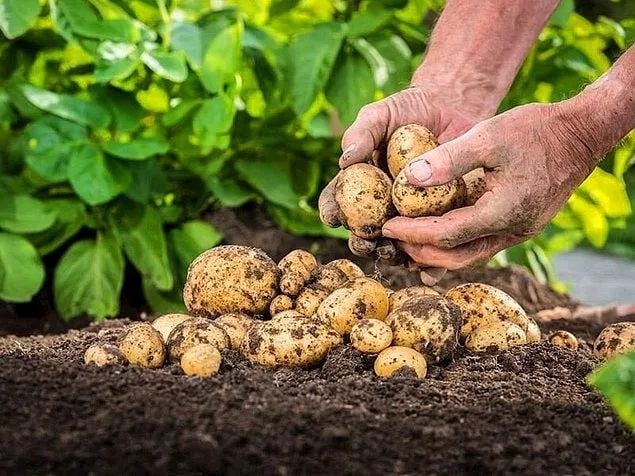 Potato Fertilization Recommendation