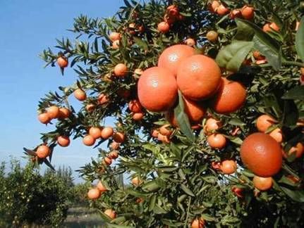 Citrus Fertilization Recommendation