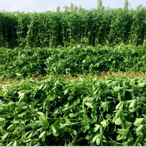 Clover Fertilization Recommendation