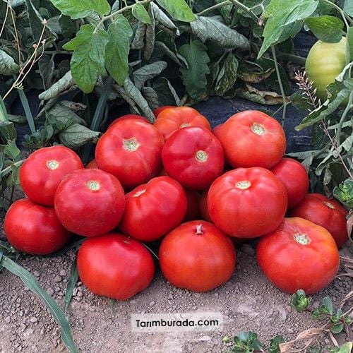 Oturak Domates Tohumu SVTD8012 F1 1000 Çekirdek