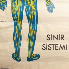 Sinir Sistemi Afişi