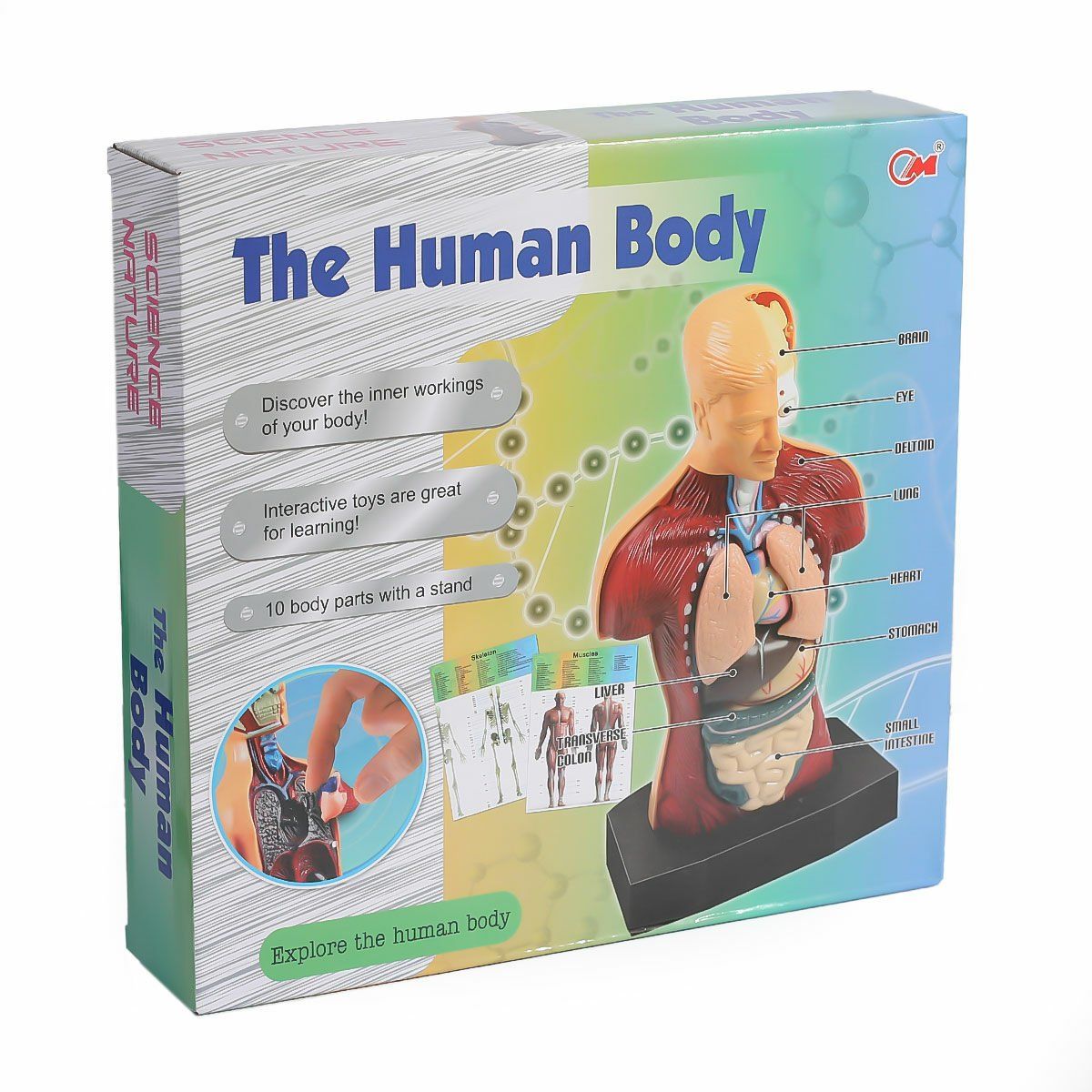 KZL-3301 İnsan Vücudunu Öğreniyorum Seti 