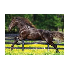 EDUCA 500 PUZZLE 15148 GALLOPING