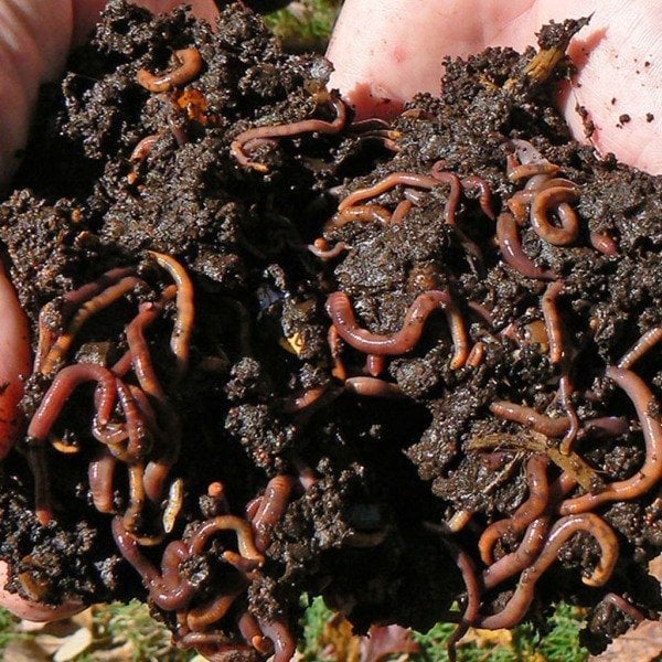 RED CALIFORNIAN WORMS - 1,000 AD